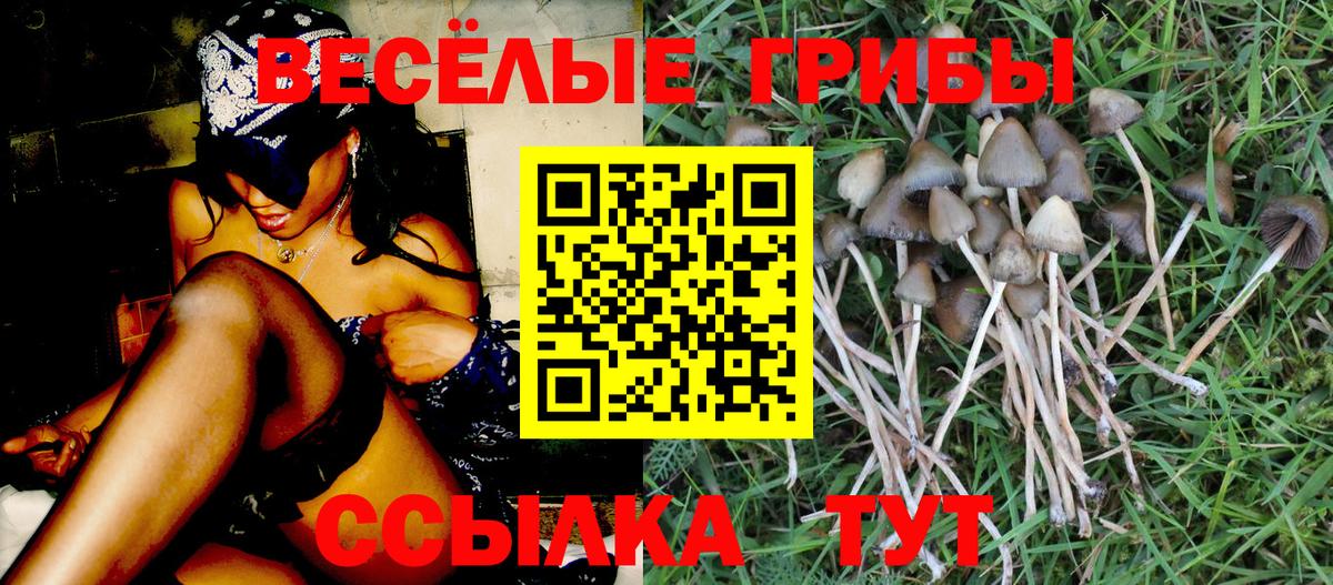 Галлюциногенные грибы Psilocybe  Вход с VPN  Лесосибирск 